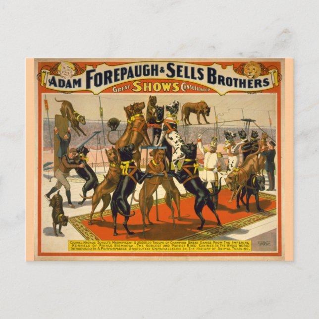 Great dane/Hundar Circus Poster Vykort (Framsida)