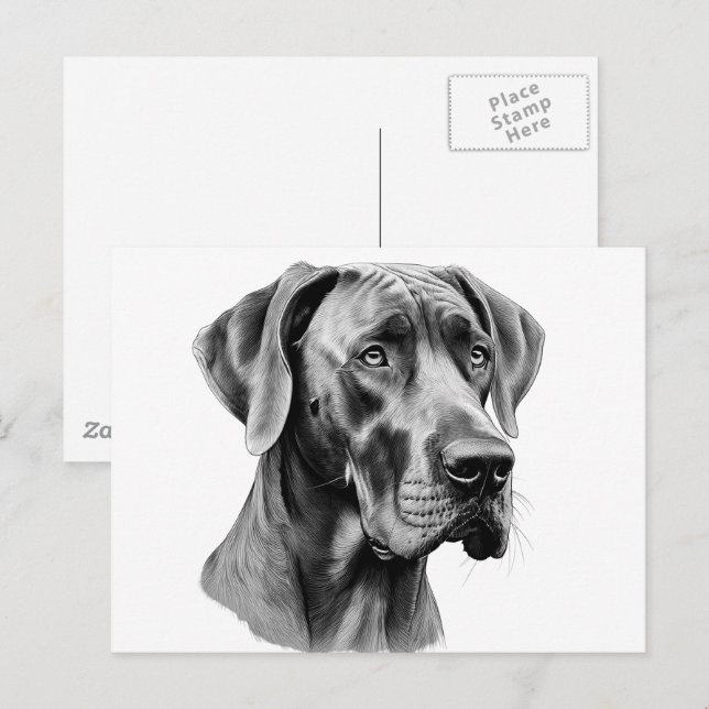 Great Dane-huvud ritat på vykort (Fram/baksida)