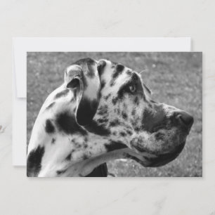 GREAT DANE INBJUDNINGAR