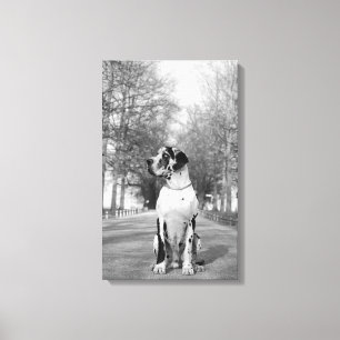 Great Dane Inkapslad Canvas