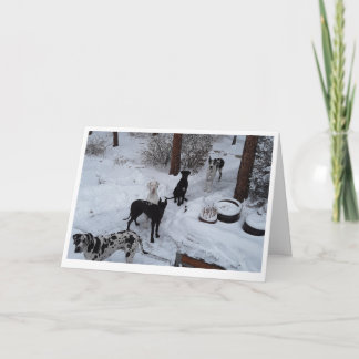 Great dane julkort kort