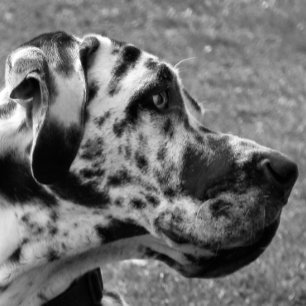GREAT DANE KAKELPLATTA