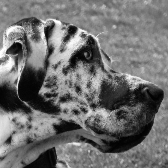 GREAT DANE KAKELPLATTA (Skapare uppladdad)