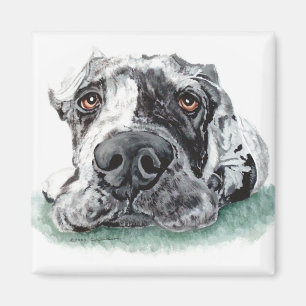 Great dane kapade upp Merle Magnet