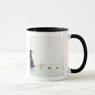 Great dane, katt, försökskanin, sköldpadda och mugg