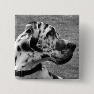 GREAT DANE KNAPP
