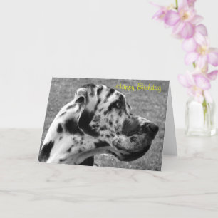 GREAT DANE KORT
