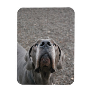Great dane magnet
