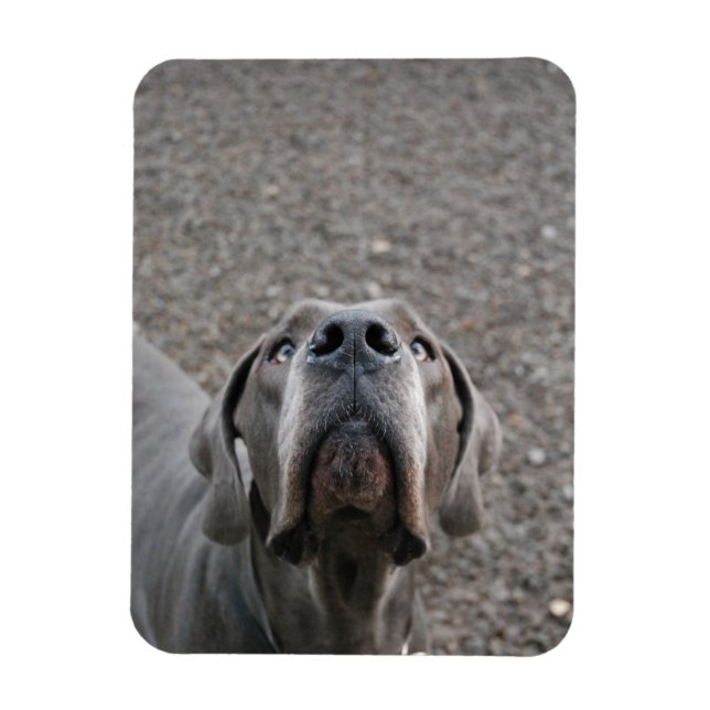 Great dane magnet (Vertikal)