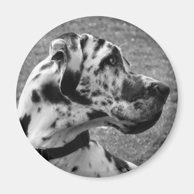 GREAT DANE MAGNET (Framsidan)