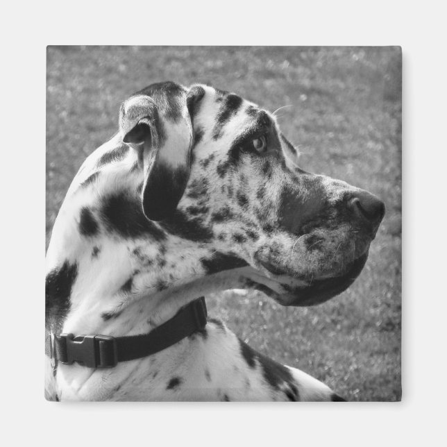 GREAT DANE MAGNET (Framsidan)