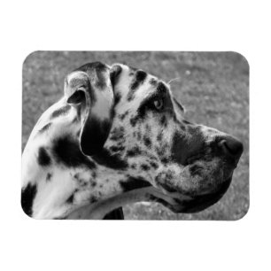 GREAT DANE MAGNET