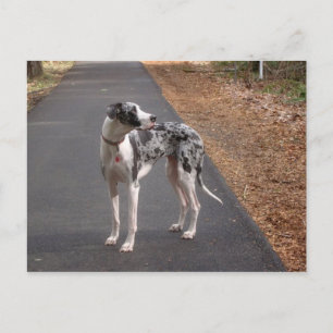 great dane Marley Vykort