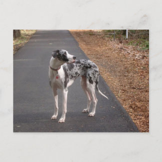 great dane Marley Vykort
