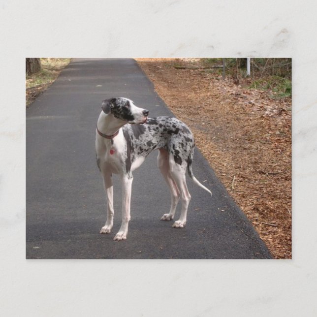 great dane Marley Vykort (Framsida)