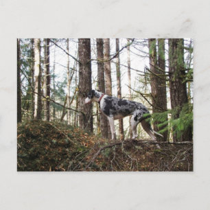 Great dane Marlie i Skogen vykort