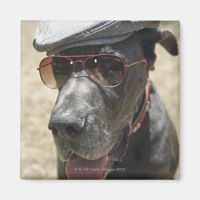 Great dane med hatt och solglasögon magnet (Framsidan)