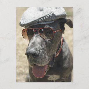 Great dane med hatt och solglasögon vykort