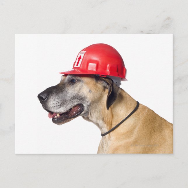 Great dane med rödhjälm vykort (Framsida)