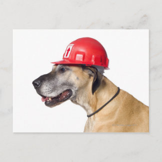 Great dane med rödhjälm vykort