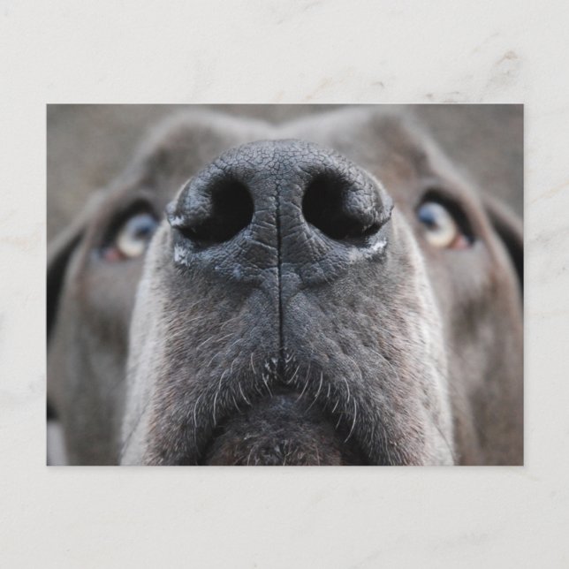 Great Dane Näsa Vykort (Framsida)