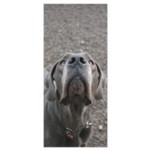 Great dane Nose Menykort