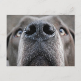 Great dane Nose Vykort