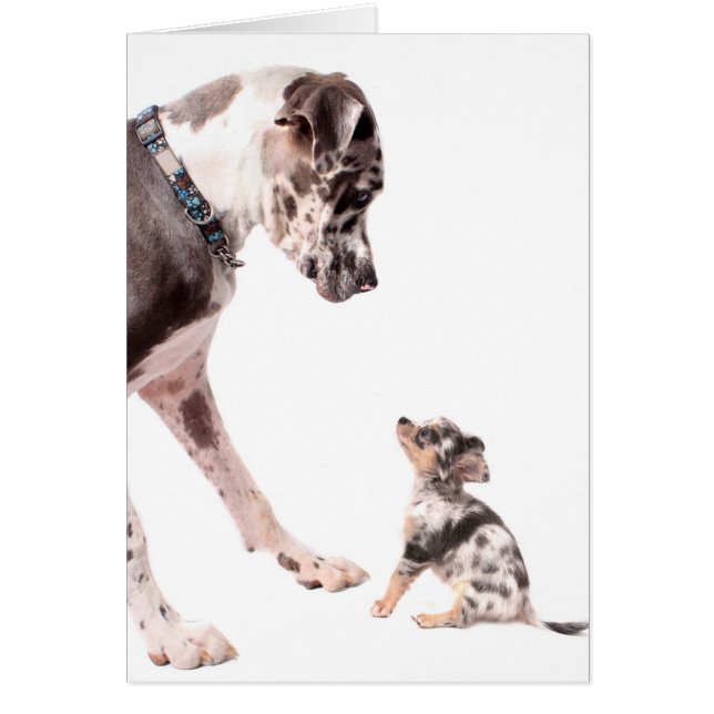 Great dane och chihuahua hälsningskort (Framsidan)
