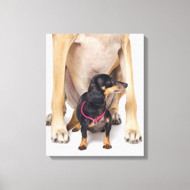 Great dane och Dachshund porträtt Canvastryck (Framsida)