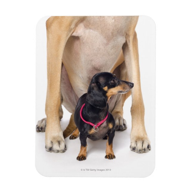 Great dane och Dachshund porträtt Magnet (Vertikal)