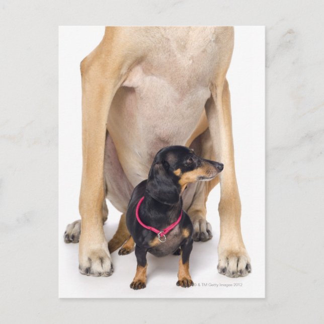 Great dane och Dachshund porträtt Vykort (Framsida)