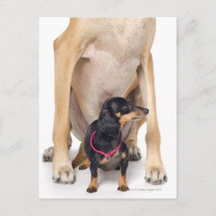 Great dane och Dachshund porträtt Vykort