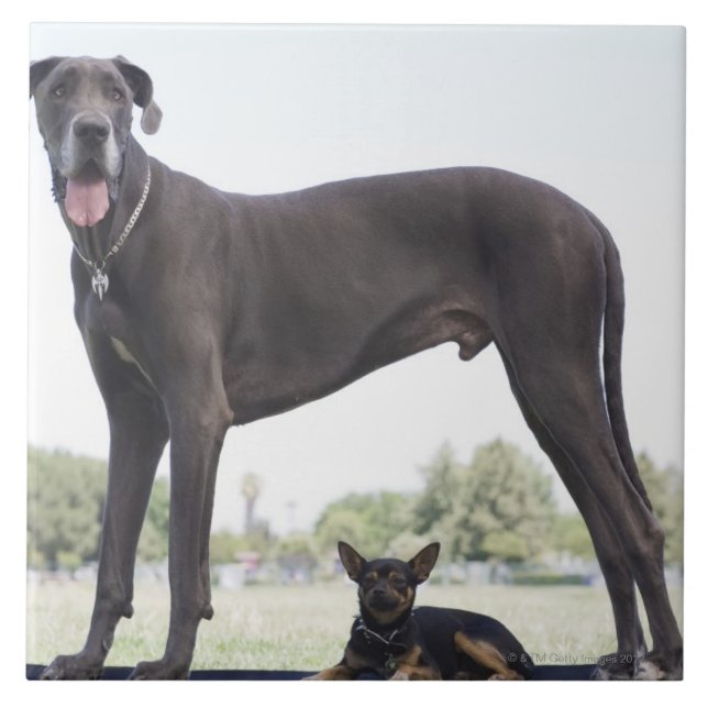 Great dane och liten blandras kakelplatta (Framsidan)