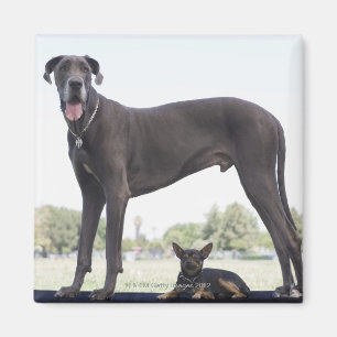 Great dane och liten blandras magnet