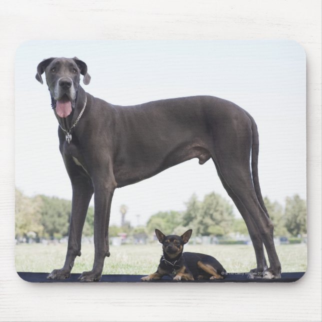 Great dane och små blandade hund musmatta (Framsidan)
