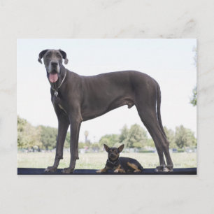 Great dane och små blandade hund vykort