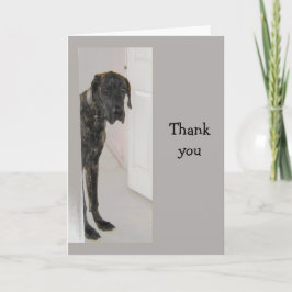 Great dane Pet Dog Humor Tack