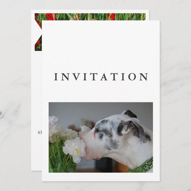 Great Dane Photo invitation  Inbjudningar (Fram/baksida)