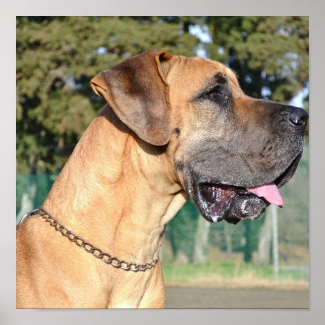 Great dane Photo Poster (Framsidan)