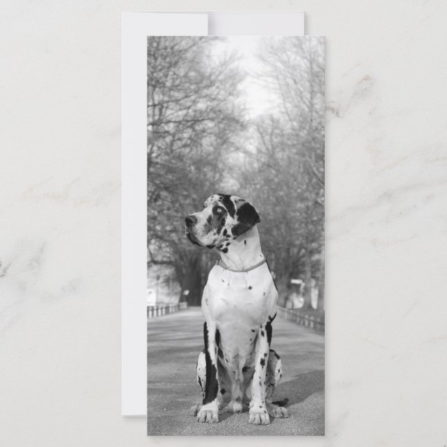 Great Dane Pictures (Framsida)