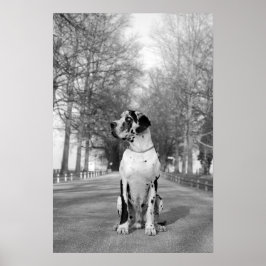 Great dane Poster