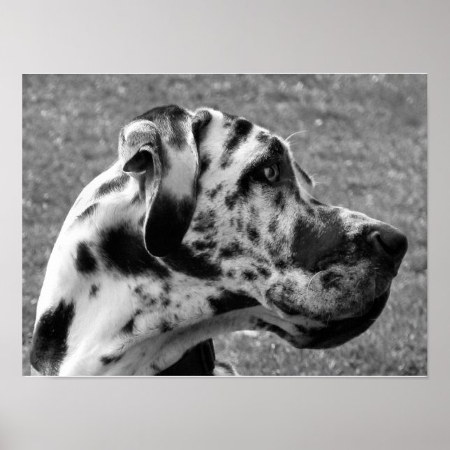 GREAT DANE POSTER (Framsidan)