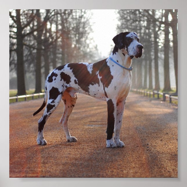 Great dane poster (Framsidan)