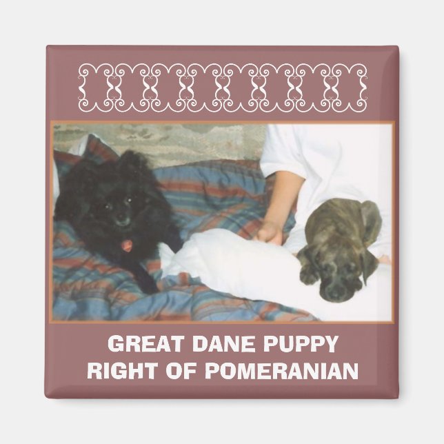 GREAT DANE PUPPY MAGNET (Framsidan)