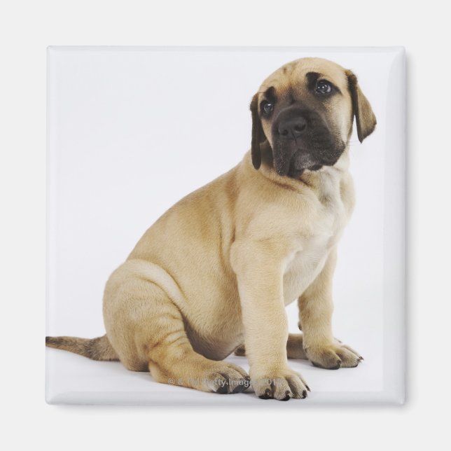 Great dane Puppy Sitta i Studio Magnet (Framsidan)