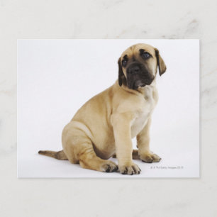 Great dane Puppy Sitta i Studio Vykort