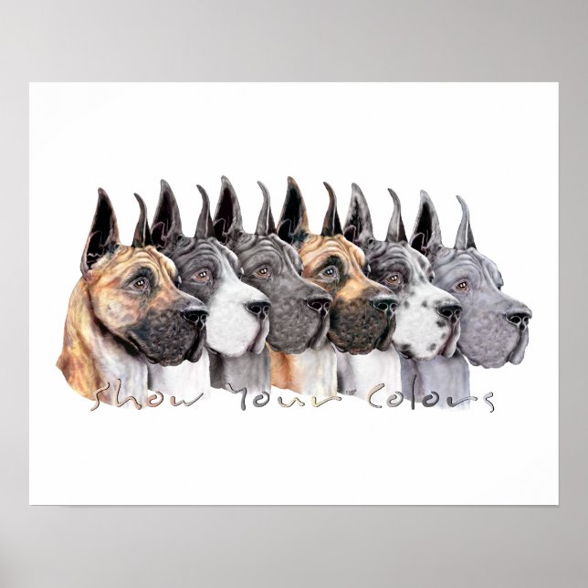 Great dane Show Färg Group Poster (Framsidan)