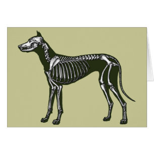 Great dane skelett hälsningskort