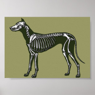 Great dane skelett poster