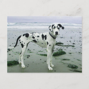 Great dane Sydney vid Beach Vykort